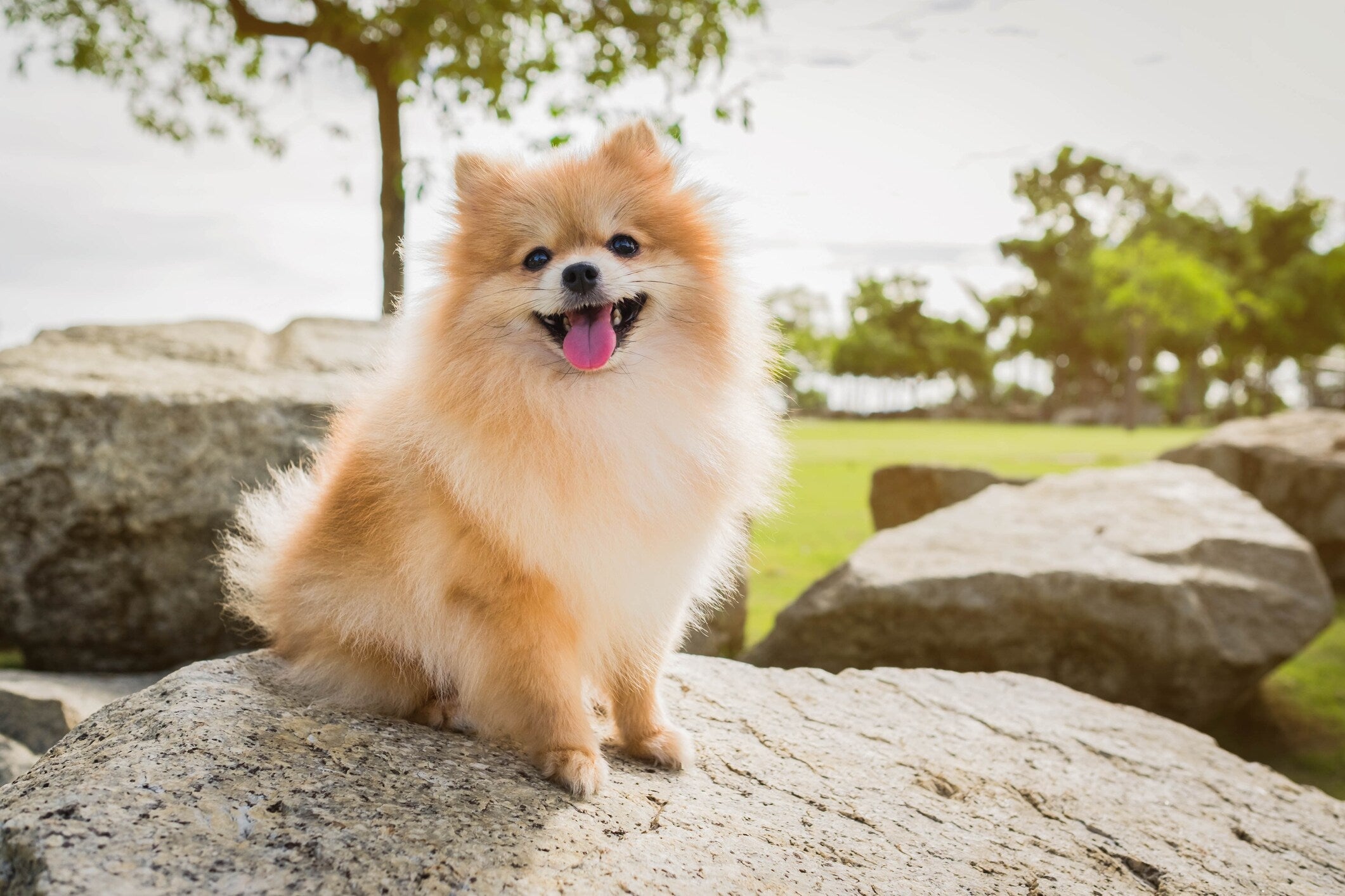 Crown Your Canine in Style: The Rosy Royalty Gold Collar for Chic Dogs