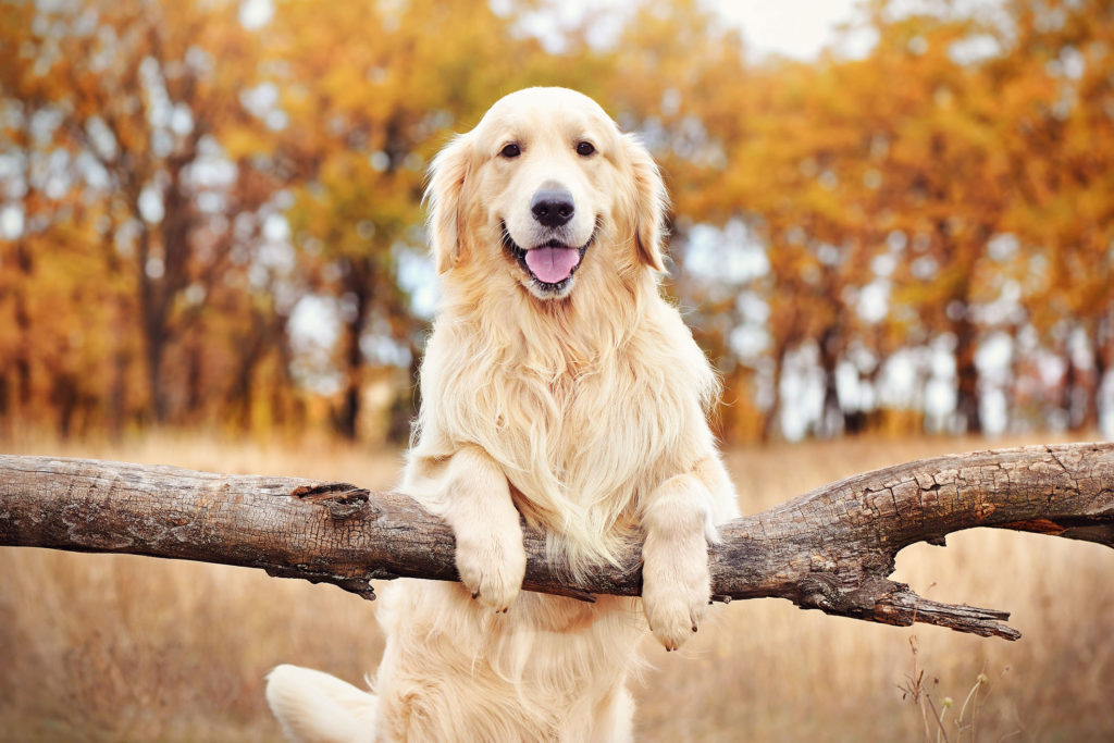 Feed, Play, Repeat – Discover Our Interactive Dog Bowl Today